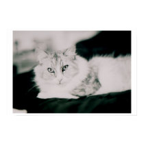 Cosmo the cat posters by christellewiggins Cosmo the cat posters