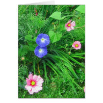 cosmos and morning glories card by alyciakeating cosmos and morning glories card