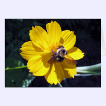 Cosmos Attracts Bumblebee cards