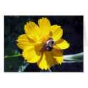 Cosmos Attracts Bumblebee cards