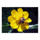 Cosmos Attracts Bumblebee Greeting Cards