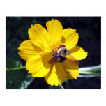 Cosmos Attracts Bumblebee Post Card