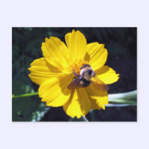 Cosmos Attracts Bumblebee postcards