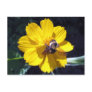 Cosmos Attracts Bumblebee Post Card
