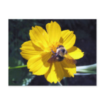 Cosmos Attracts Bumblebee postcards