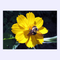 Cosmos Attracts Bumblebee posters