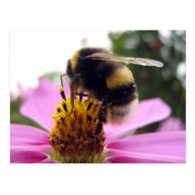 Cosmos bipinnatus post card