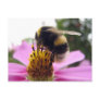 Cosmos bipinnatus post card