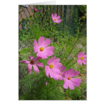cosmos cards