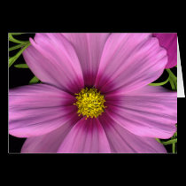 Cosmos Close-up cards