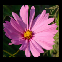 Cosmos Closeup Canvas Poster posters