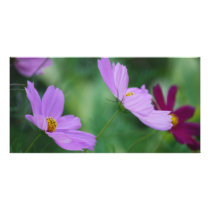 Cosmos flower and meaning personalized photo card