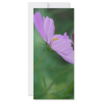 Cosmos flower and meaning rack card