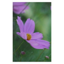 Cosmos flower and meaning stationery design