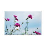 Cosmos flower for Mothers Day Canvas Print