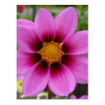 Cosmos Flower Postcard