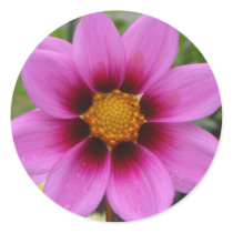 Cosmos Flower stickers by swkw11 Cosmos Flower stickers