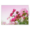Cosmos in Pink cards