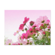 Cosmos in Pink postcards