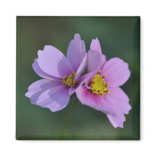 Cosmos in the Garden magnet