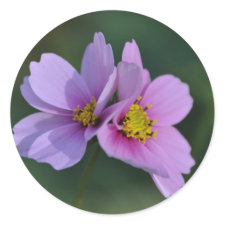 Cosmos in the Garden Sticker sticker
