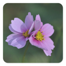 Cosmos in the Garden Sticker sticker