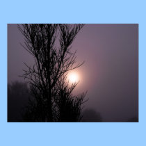 cosmos in the morning posters