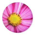 Cosmos Magnet