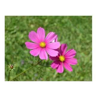 Cosmos pair photo canvas print