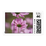 cosmos postage