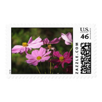 Cosmos Postage Stamp