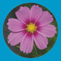 Cosmos sticker stickers