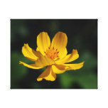 Cosmos Yellow - Jamiol's Art Cosmos Collection canvas prints
