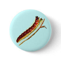 Cossus cossus caterpillar buttons