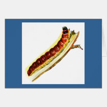 Cossus cossus caterpillar cards