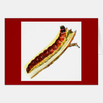 Cossus cossus caterpillar cards