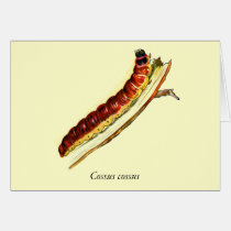 Cossus cossus caterpillar cards