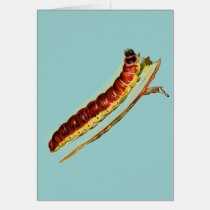 Cossus cossus caterpillar cards