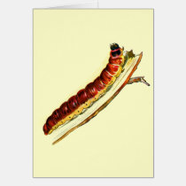Cossus cossus caterpillar cards