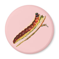 Cossus cossus caterpillar magnets