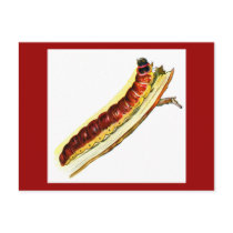 Cossus cossus caterpillar postcards
