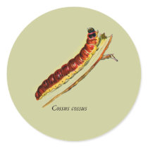 Cossus cossus caterpillar stickers