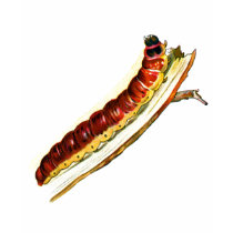 Cossus cossus caterpillar t-shirts