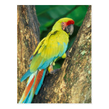 Costa Rica, Ara Ambigua, Great Green Macaw. Postcards