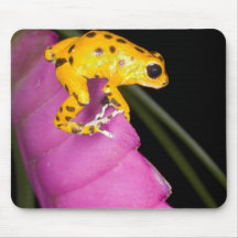 Costa Rica. Close-up of poison dart frog on Mouse Pads