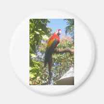 Costa Rica Macaw Fridge Magnets