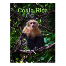 Costa Rica Monkey Postcard
