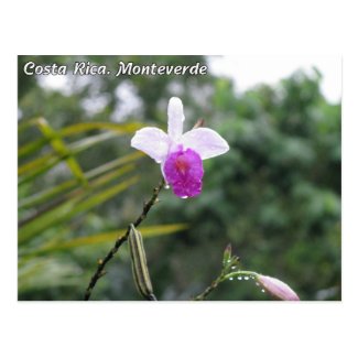 Costa Rica. Monteverde Post Card