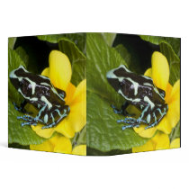 Costa Rica, Osa Peninsula. Close-up of poison Vinyl Binder