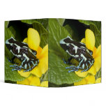 Costa Rica, Osa Peninsula. Close-up of poison Vinyl Binder
